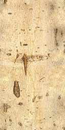 source texture